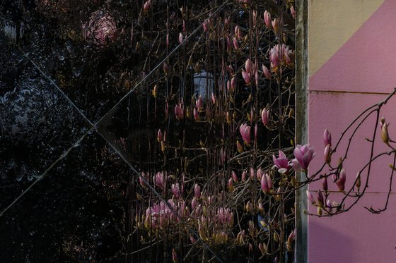 The magnolia is blooming
