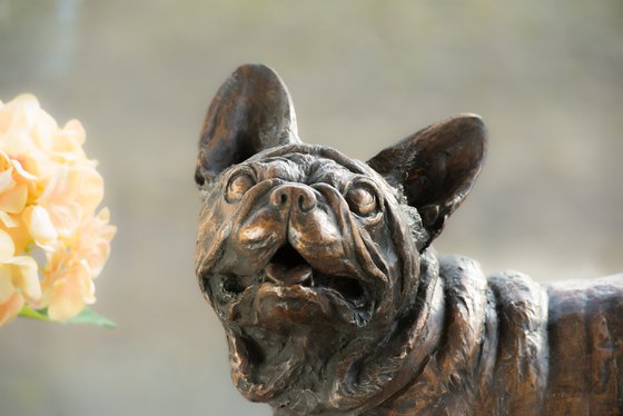 French Bulldog Lifting Paw FB