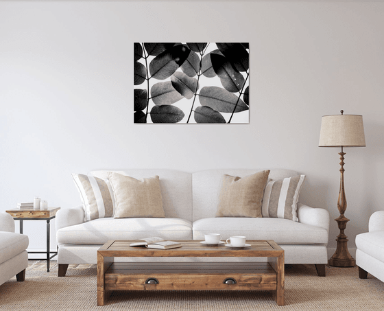 Experiments with Leaves II | Limited Edition Fine Art Print 1 of 10 | 90 x 60 cm