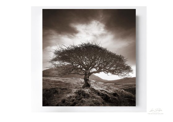 The One Tree - Sepia Version