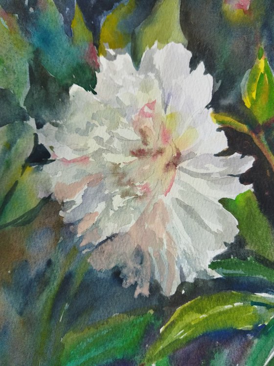 White Peony Glow