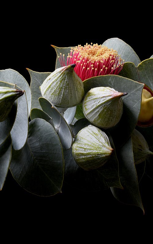 Eucalyptus Rhodantha by Nadia Culph