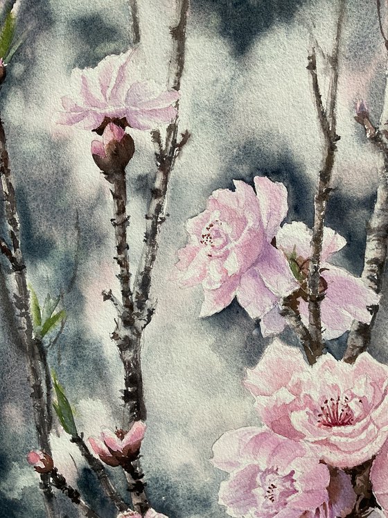 Sacura is  blossoming , pink flowers