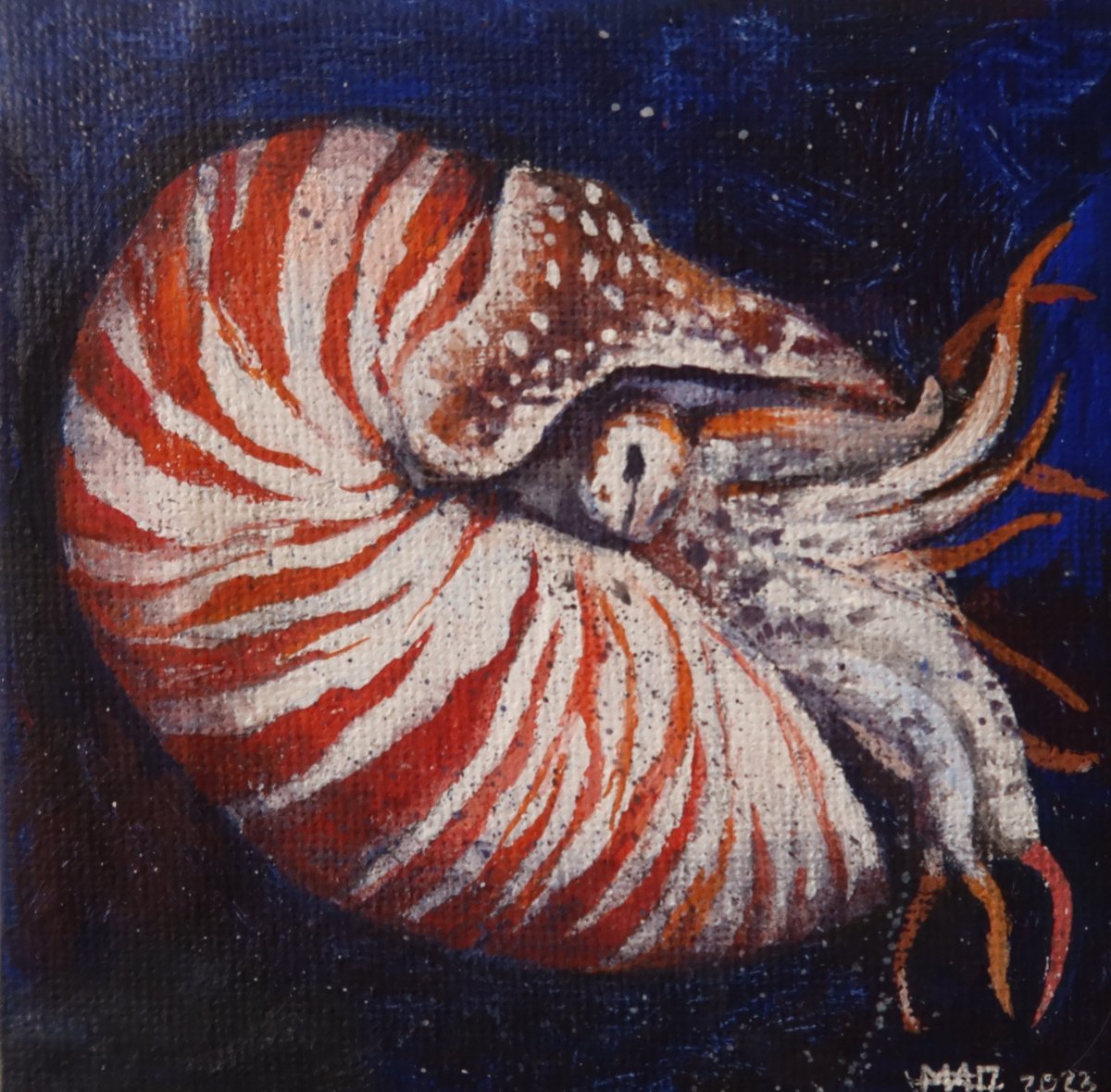 Nautilus by Maria Gurikhina