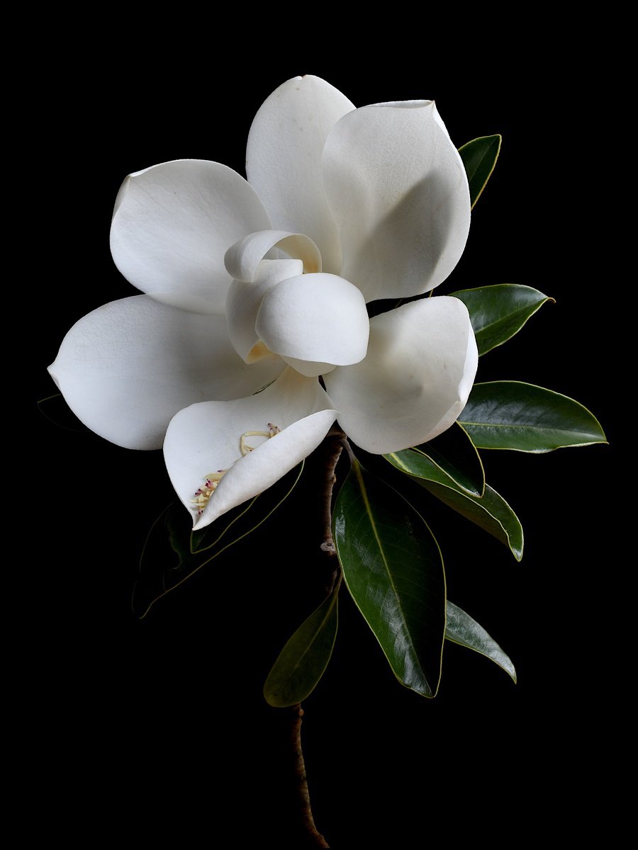 Still Life Photograph By Nadia Culph, 24 X 31", White Magnolia, Original Artwork