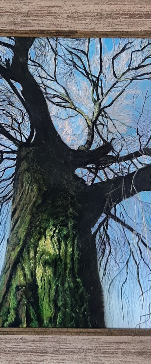 Tree 1 by Maria Arias