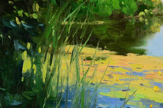 Water lilies in the shade