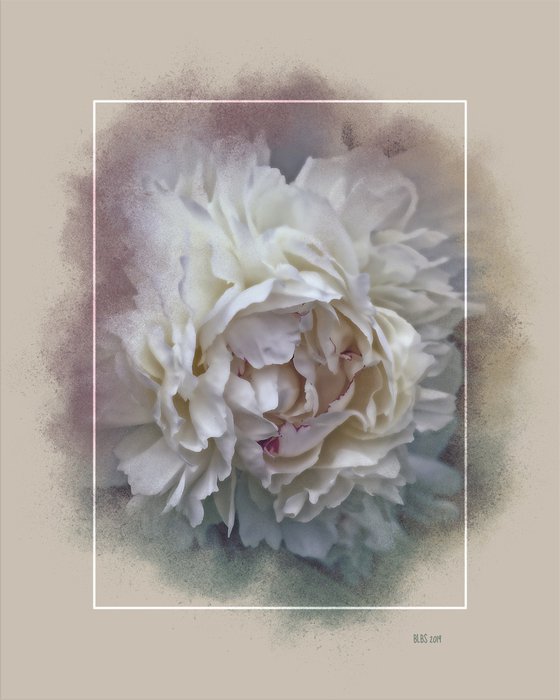 White Peony