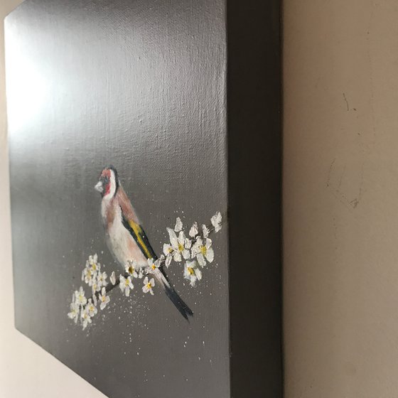 Goldfinch ~ on Cherry Blossom