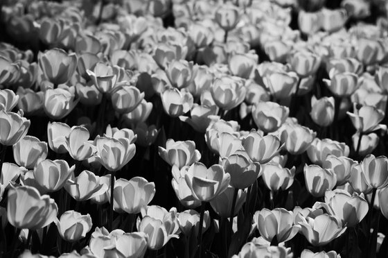 Tulips, Study I [Framed; also available unframed]
