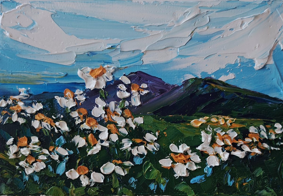 Daisies in the mountains by Oksana Fedorova