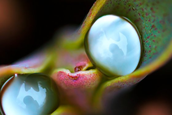 CURIOUS RAIN - master edition