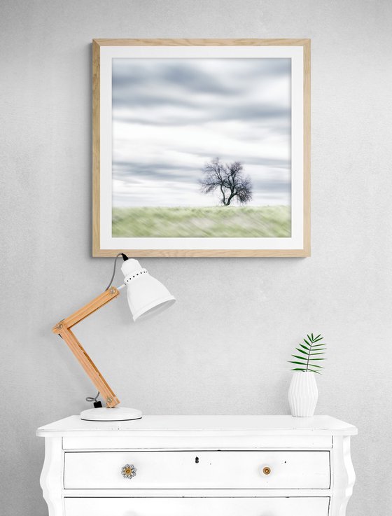 Lone Tree in the Tuscan Countryside