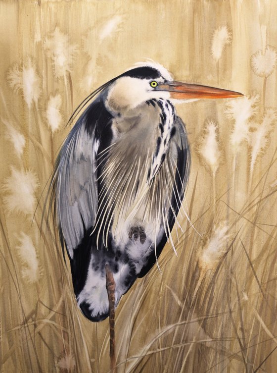 Grey Heron in Reed Bed
