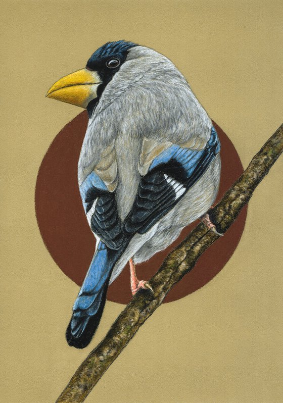 Original pastel drawing bird "Japanese grosbeak"