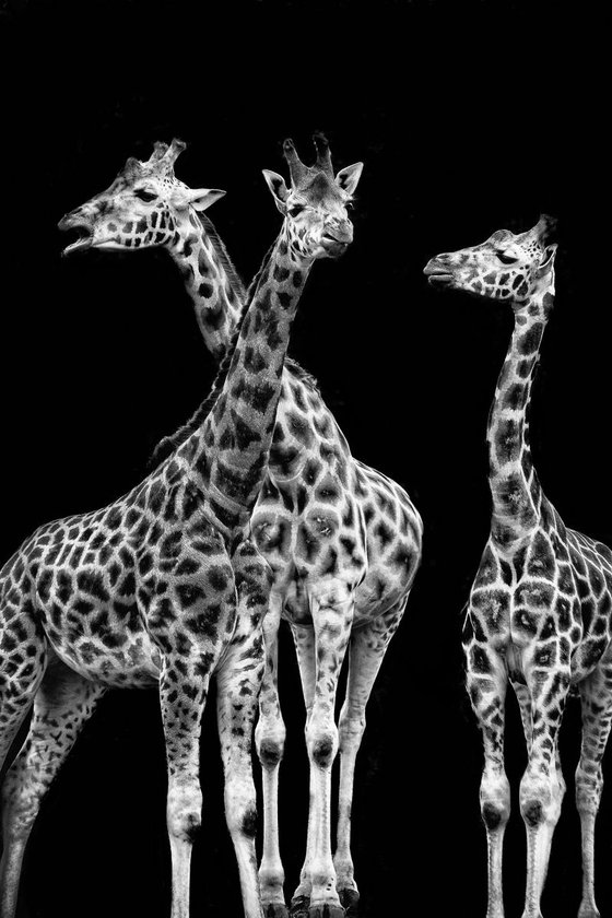 A family of Giraffes