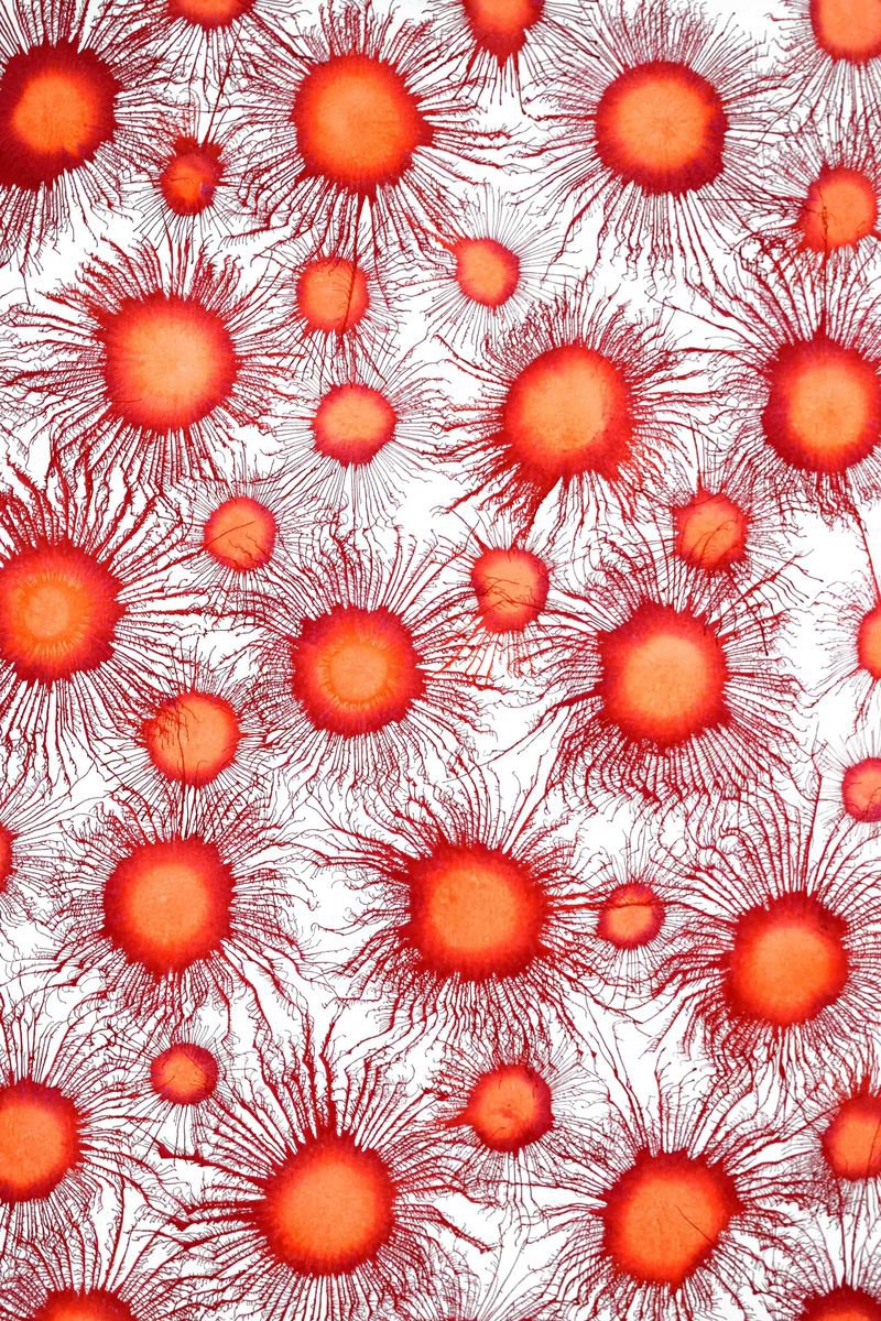 Abstract Acrylic Painting By Sumit Mehndiratta, 33 X 47", Neoflora Series No. 02, Original Artwork