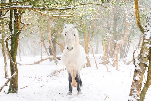SNOW HORSES 2. by Andrew Lever