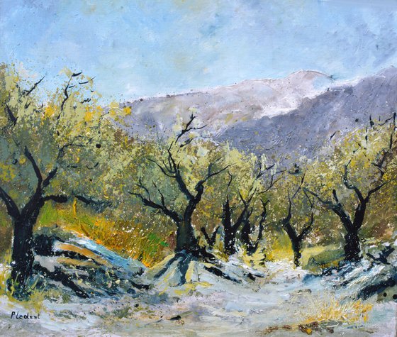 Olive trees in Provence   76