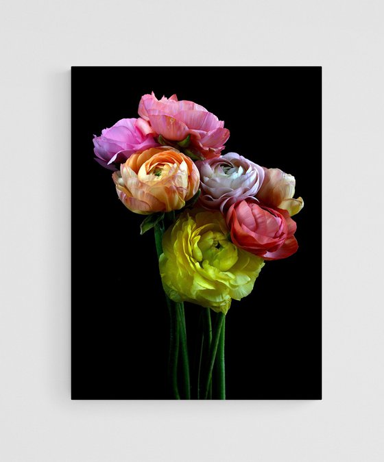 Ranunculus Rainbow