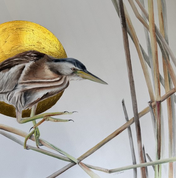 Little Bittern