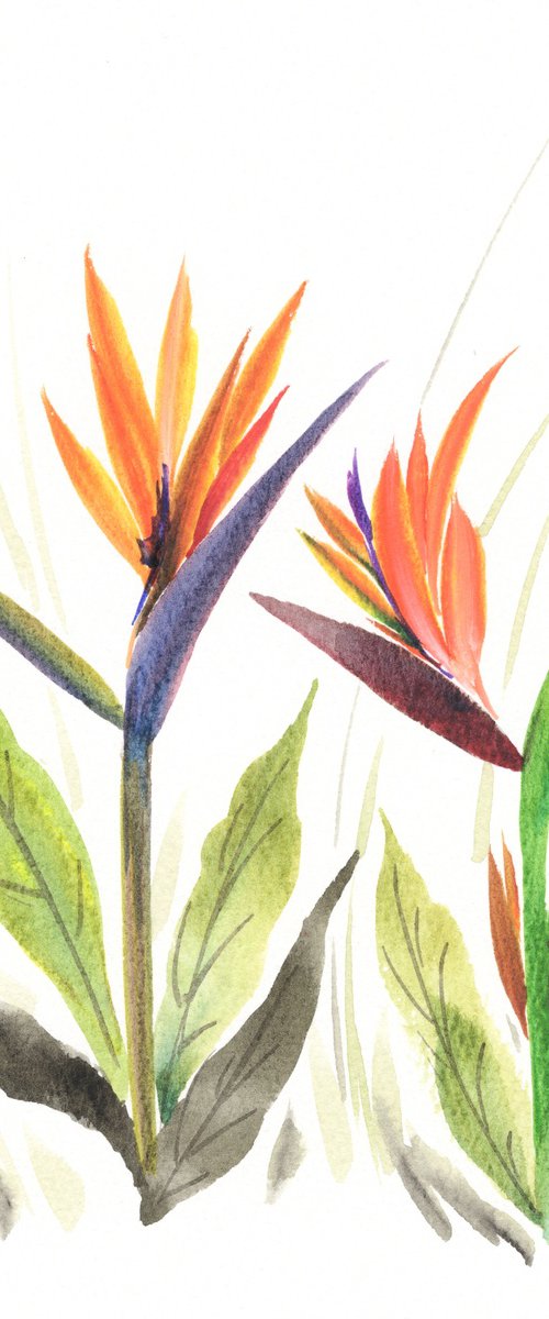 Birds of Paradise in Morning Light by Hai Doan