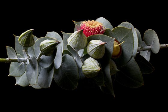 Eucalyptus Rhodantha
