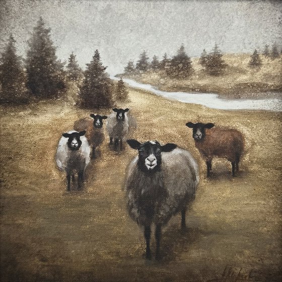 Curious sheep