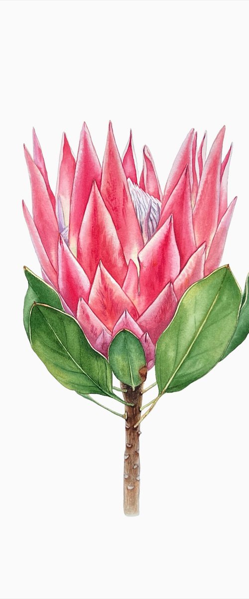 Protea. Original watercolour illustration by Nataliia Kupchyk