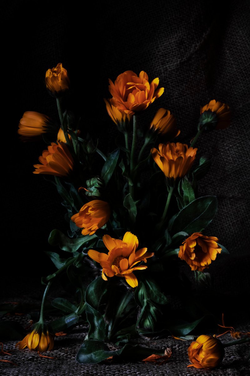 Flores de mi jardin by Sandra Platas Hernandez