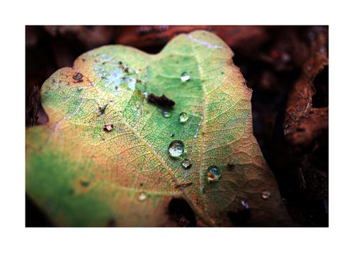 Macro Raindrop Photography Art 02 by Richard Vloemans