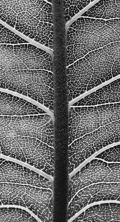 Leaf Veins III [Framed; also available unframed] by Charles Brabin