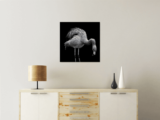 Flamingo square portrait