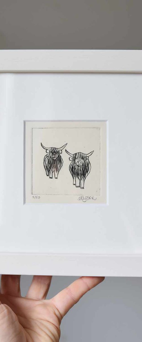 Highland cows by Sally Fisher