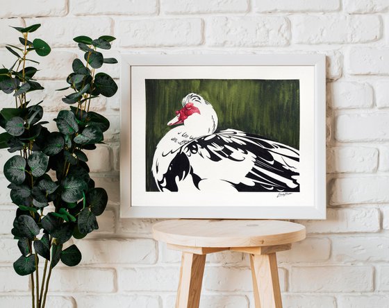 Muscovy duck