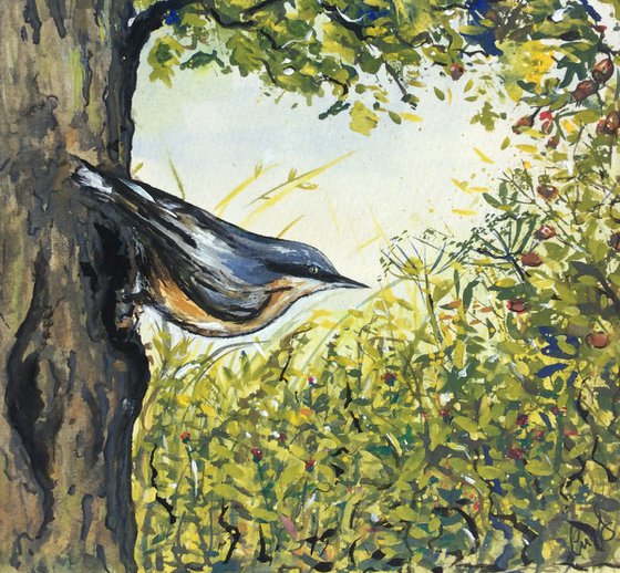 Nuthatch