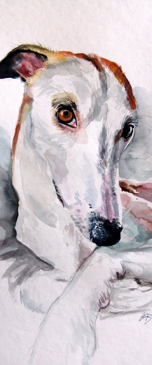 Cute dog portrait by Kovács Anna Brigitta