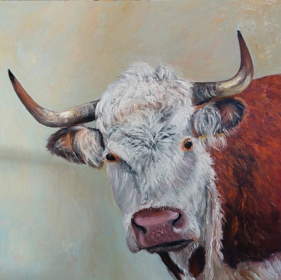 Hereford  bull