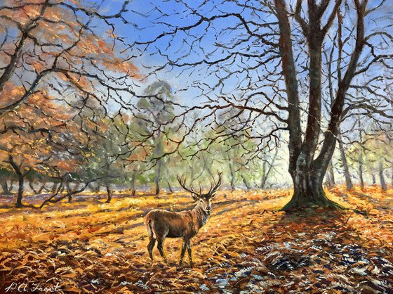 Red Stag in Winter Light
