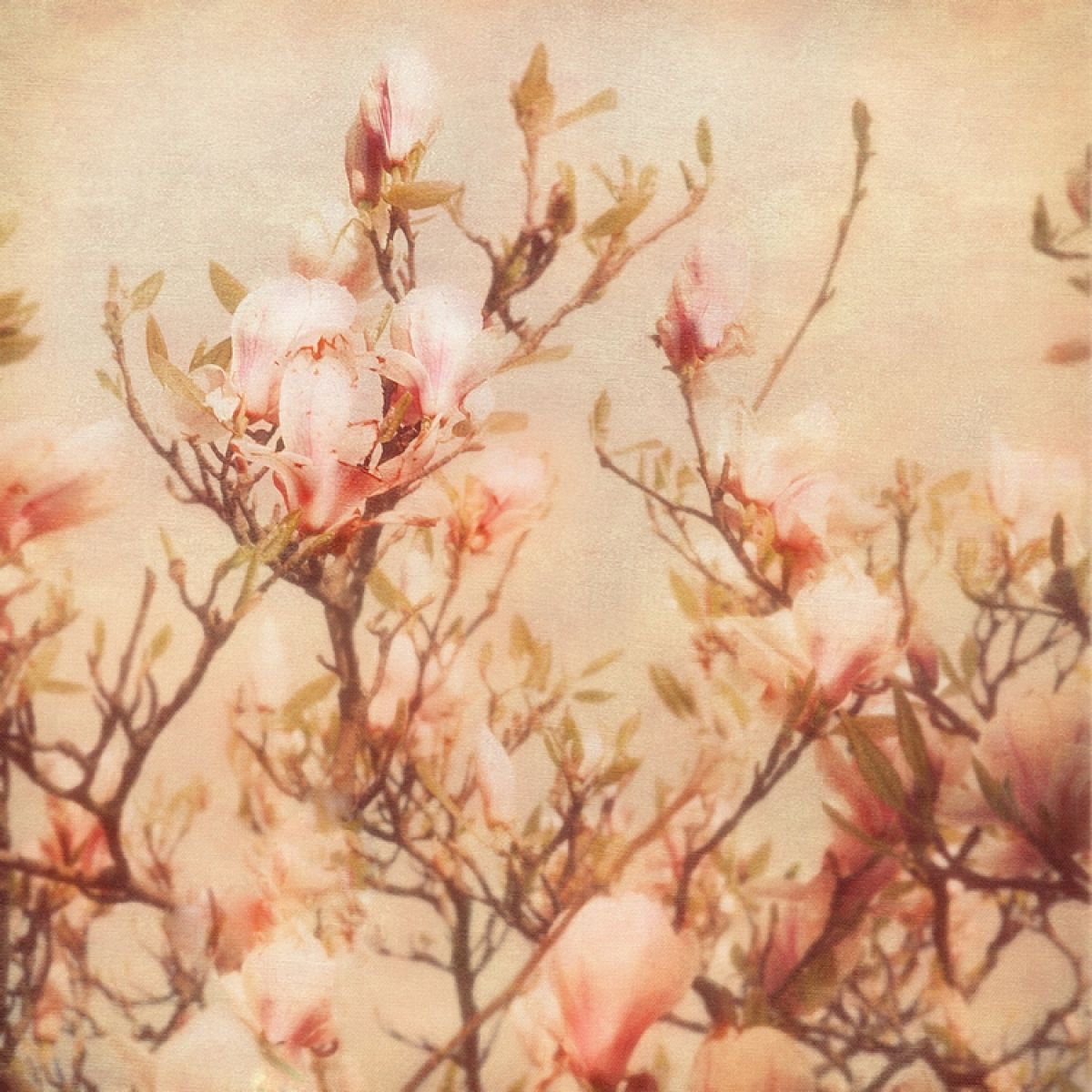 Vintage magnolia by Nadia  Attura