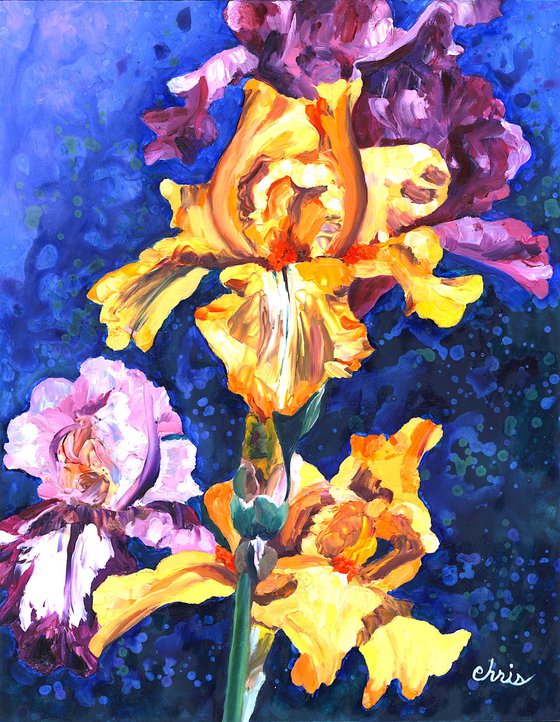 "China Dragon" Iris Duet