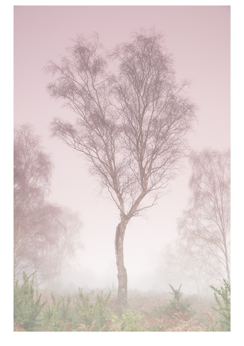 Misty Tree by Douglas Kurn