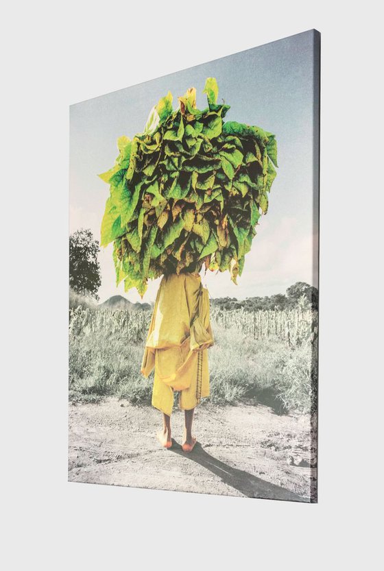 Tobacco on Head, Zimbabwe