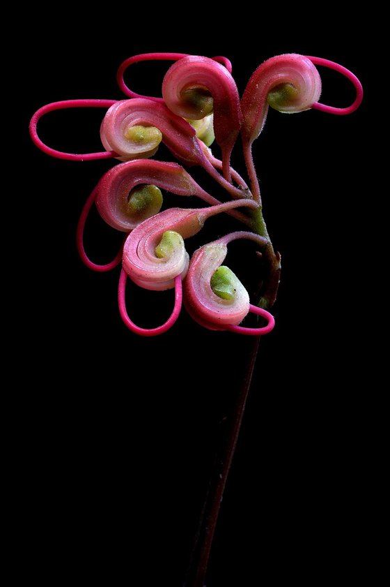Grevillea Elegance