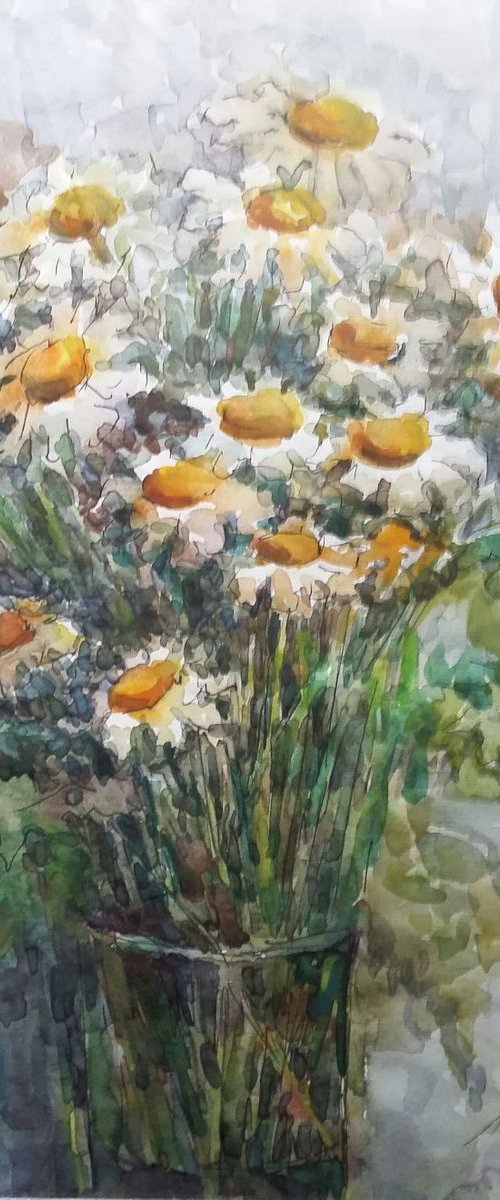 Chamomiles by Elena Klyan