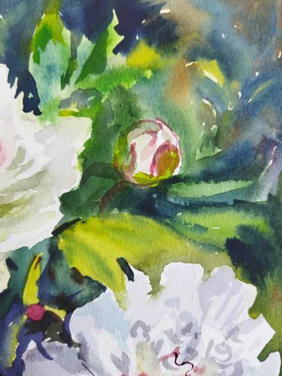 Peonies flowers