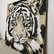 Big Cat - TIGER #5 by Stefanie Rogge