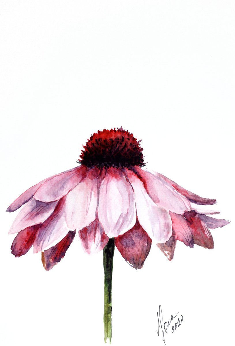 Pink Daisy Flower in Watercolor - ORIGINAL Painting by Yana Shvets