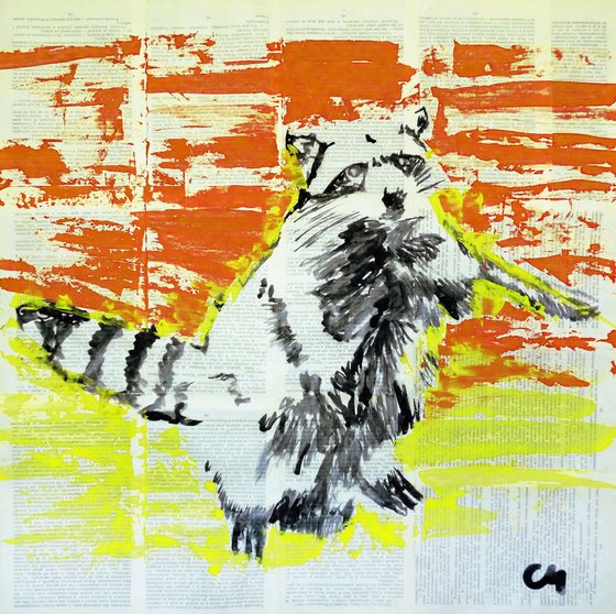 raccoon