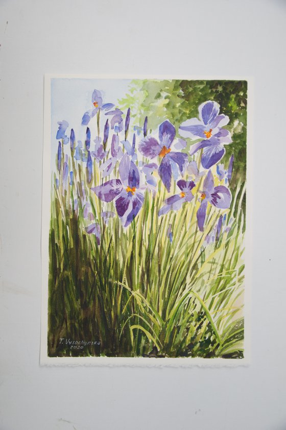 Irises. Watercolor painting. Floral Art.